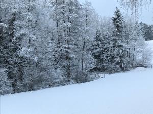 a group of trees with snow on them at B&B Neuses am Brand in Sonnefeld