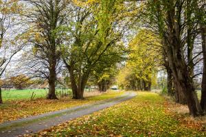 a road lined with trees in the fall at YHA Chester Trafford Hall in Dunham on the Hill