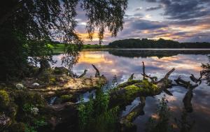 a lake with a tree branch in the water at The Courtyard Apartment, Brampton Town Centre, Hadrians Wall - Sleeps 2 in Brampton +9 photos