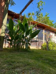 una planta verde frente a una casa en La Casa de Los Sueños en San Juan