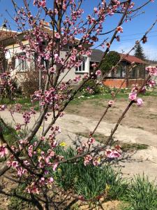 un árbol con flores rosas delante de una casa en Rose garden, en Batovo