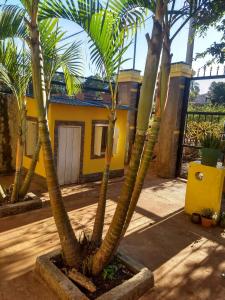 eine Gruppe von Palmen vor einem gelben Haus in der Unterkunft Betel tu casa de refugio in Puerto Iguazú