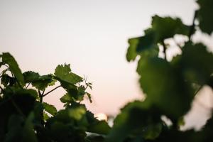 Fotografie z fotogalerie ubytování Weinzuhause Hotel-Restaurant-Vinothek v destinaci Mommenheim