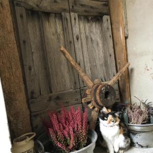 Domácí mazlíčci ubytovaní s hosty v ubytování B&B La Corte del Segrino