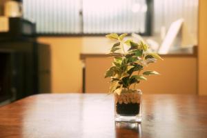 een plant in een glazen vaas zittend op een tafel bij 谷町君 星屋 清水家 京都清水寺二年坂 in Kyoto