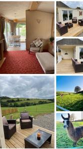 a collage of photos of a living room with a llama at Private country caravan surrounded by fields in Liskeard