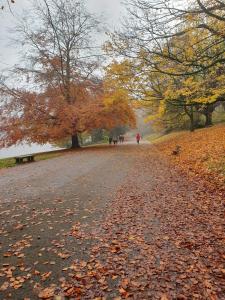 a person walking down a road with leaves on the ground at Cosy 2Bed Apartment near Roundhay Park in Moortown