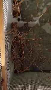 a group of insects on a metal net at Hostal S'Algaret in Fornells