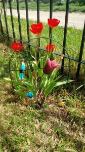 a group of red flowers in the grass at Complejo Sur Azul in El Chalten