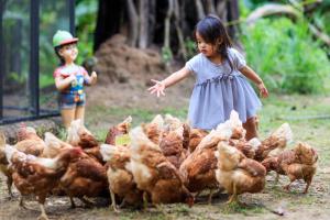 a little girl standing next to a flock of chickens at Bang Po Hut in Ban Bang Po
