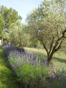 Zahrada ubytování L'AMANDERAIE PISCINE PRIVEE à côté de LOURMARIN LUBERON
