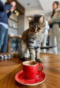 a cat sitting on a table next to a cup of coffee at DORUK PALAS HOTEL in Istanbul