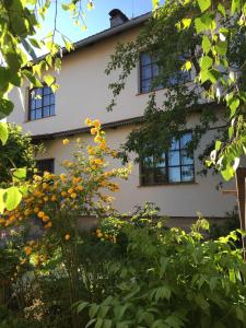 a building with windows and a bunch of plants at Family House Nichka in Pochayiv