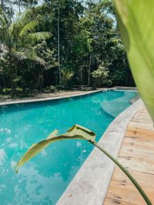 uma piscina azul com uma planta em primeiro plano em Kapievi Ecovillage em Puerto Maldonado