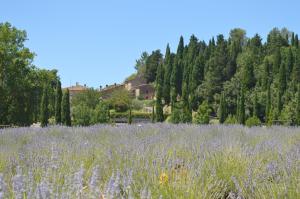 ein Lavendelfeld mit einem Haus im Hintergrund in der Unterkunft Borgo Il Castagno in Gambassi Terme