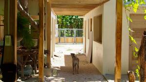 חיה או חיות מחמד עם האורחים ב-Camotes-Hidden-Huts