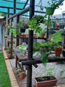 a bunch of potted plants on a wooden table at Stunning BnB in Gorgeous Garden Setting in Germiston