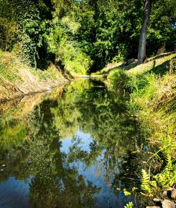 a river with a reflection of trees in the water at Hirtenhaus 28b Obergeschoss in Chorin