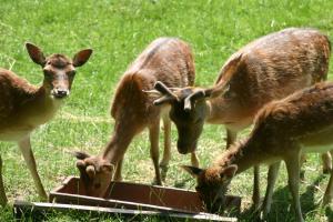 un grupo de ciervos bebiendo de un abrevadero en un campo en Ferienhaus Rehblick, en Rockeskyll