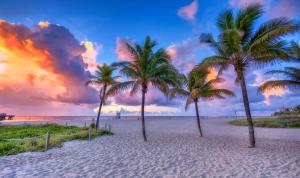 um grupo de palmeiras numa praia ao pôr do sol em Surf & Sand Hotel em Pompano Beach