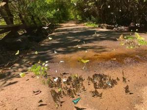 a dirt road with a bunch of butterflies on it at FOREST BREATH ECO-LODGE in Tân Phú