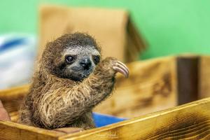 a baby sloth sitting in a wooden box at Summit Rainforest Golf Resort & All Inclusive in Paraíso