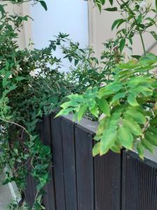 Vonkajšia záhrada v ubytovaní House escape