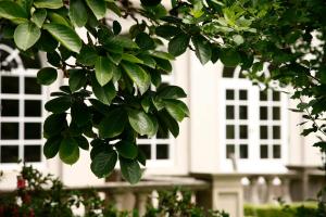 een boom met groene bladeren voor een wit huis bij Ardour Milton Park Bowral in Bowral +7 foto's