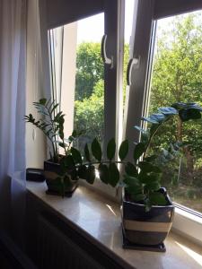 three potted plants sitting on a window sill at Apartament ''Cleopatra 2'' z garazem, faktury VAT in Kielce