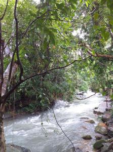 Gallery image of Tree Tops River Huts in Khao Sok National Park