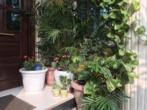 Zahrada ubytování Jeenmount Heritage Boutique Hotel