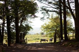 a group of animals walking down a dirt road with trees at Wheal Tor Hotel & Glamping in Liskeard