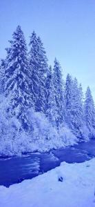 un grupo de árboles cubiertos de nieve junto a un río en Родинна оселя, en Slavske