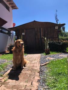 和主人一起入住Glamping en villa的宠物
