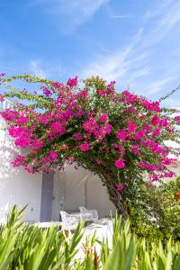 Zahrada ubytování Akrotiri Hotel