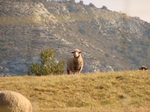 un mouton debout au sommet d'une colline herbeuse dans l'établissement Le Coq en Pâte, à La Roque-Esclapon