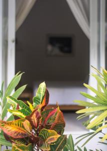a plant with colorful leaves in front of a door at Marii Hotel Boutique in San Francisco