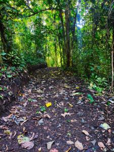 un chemin de terre dans une forêt avec un arbre dans l'établissement Amphibia House, à Agua Azul