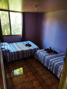 - 2 lits dans une chambre aux murs violets et aux fenêtres dans l'établissement Amphibia House, à Agua Azul