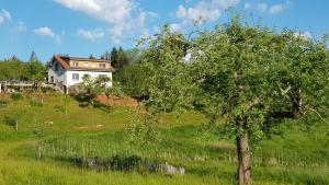 a house on a hill with a tree in a field at CŒUR VERT ökologisch mit viel Ambiente für Seelen-Wellness in Ronchamp