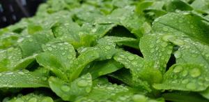 CŒUR VERT ökologisch mit viel Ambiente für Seelen-Wellness外面的花园