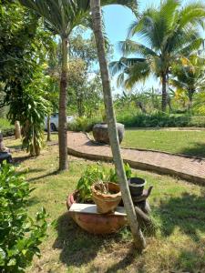 a group of potted plants in a park with palm trees at บ้านพักคุณยายเขียว in Ban Thung Kham