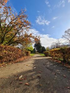 a dirt road with trees and leaves on it at Kupferberg - helles und gemütliches Appartement in Uninähe in Mainz