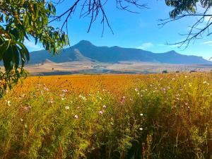 un campo de flores con montañas en el fondo en Jovali Clarens, en Clarens