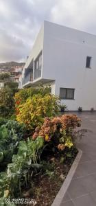 Un edificio con un mucchio di piante davanti di D Henriques House a Câmara de Lobos