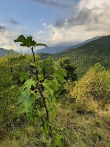 Un paisaje natural cerca del departamento