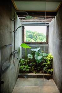 Giardino di Banana Bunks Kandy