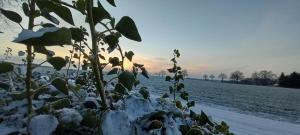 une plante recouverte de neige à côté d'un champ recouvert de neige dans l'établissement zum Kranichblick, à Glinstedt