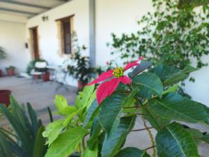 A garden outside Agroikia