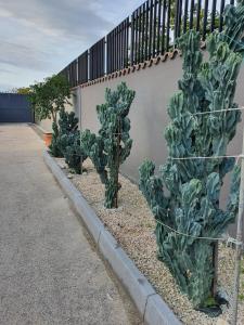 a group of cacti in a garden next to a building at Bed & Breakfast Neapolis in Ercolano
